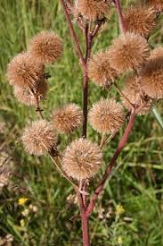 Image result for Campuloclinium macrocephalum