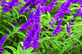 These are the top 30 native australian plants including native grasses, desert plants, shrubs, ground cover watch: Salvia The Manifold Mint Good Organic Gardening Salvia