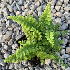 Image result for Dryopteris pentheri