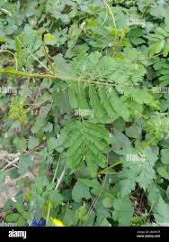 Image result for Mimosa diplotricha