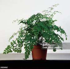 Image result for Adiantaceae