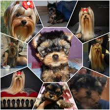 Regalo yorkshire mini toy maschi e femmine nati in selezionato allevamento vengono ceduti muniti di documentazione sanitaria che attesta chip vaccinazioni e trattamenti conseguiti. Ladyannayorky Allevamento Yorkshireterrier