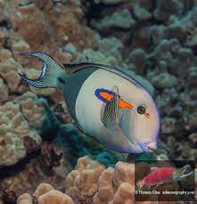 Orangeband Surgeonfish An Orangeband Surgeonfish Acanthur Flickr