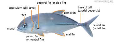 identifying and recognizing fishes