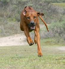 Image result for rhodéský ridgeback