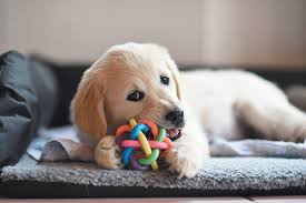 Where Can I Get Free Puppies