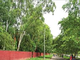 We did not find results for: Neglect Turning Chandigarh S Trees Deadly Chandigarh News Times Of India