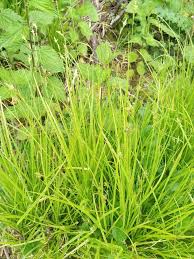 Image result for Carex leptosaccus