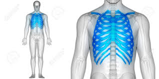 The anatomy of the human ribs (costae) are one of the integral parts of the chest wall; Human Body Bone Joint Pains Anatomy Ribs Stock Photo Picture And Royalty Free Image Image 77895641