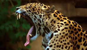Why Are These Jaguars Facing So Much Danger In Brazil The Inertia