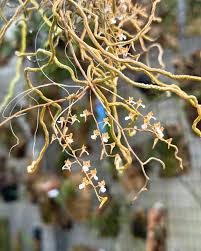 Image result for Microcoelia globulosa