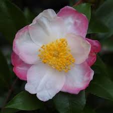 Hana Jiman Camellia Sasanqua Camellia Dream Backyard Flowers