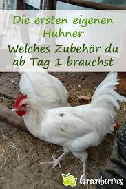 Die Ersten Eigenen Huhner Welches Zubehor Du Ab Tag 1 Brauchst In 2020 Huhner Huhner Im Garten Huhnerstall
