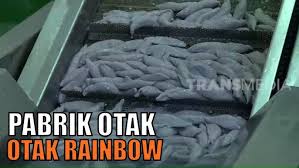 Kecamatan ini memiliki daerah wisata yang cukup terkenal, yaitu situ sukarame yang merupakan salah satu peninggalan bersejarah masa hindia belanda. Kepoin Pabrik Pembuatan Otak Otak Rainbow Sukabumi Si Unyil Youtube