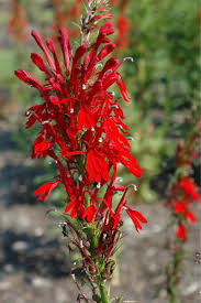 Pin On Hummingbird And Butterfly Garden