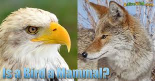 Sometimes they are poetic, sometimes whimsical and some group names are more commonly used than others. Is A Bird A Mammal Birds Vs Mammals Characteristics Differences Similarities