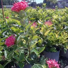 Image result for Ixora narcissodora