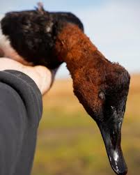 Light pollution kills the night sky