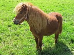 Not even a sore toe from being stood on! Pony Rentals For Birthday Parties Dubai Hire Pony Party Rides For Kids