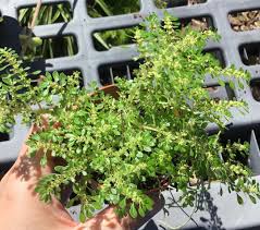 Image result for Pilea microphylla