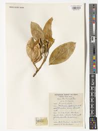 Image result for Gardenia resinifera