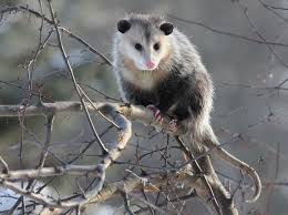 Maybe you would like to learn more about one of these? How To Deal With Problem Opossum In New Hampshire Wildlifehelp Org