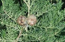 Image result for Cupressaceae