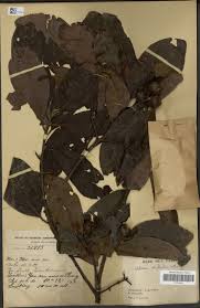 Image result for Habenaria schimperiana