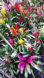 You can send flowers for any occasion. Boss Moss Is Back Potratz Floral Shop And Greenhouses