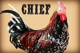 Check spelling or type a new query. Speckled Sussex Chicken A Favorite Backyard Breed Backyard Poultry