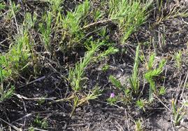 Image result for Nicolasia