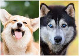 Husky and corgi