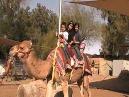 Riding camels in the bronx. Kids Riding A Camel At The Phoenix Zoo Youtube