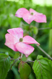 Maybe you would like to learn more about one of these? Top Dogwoods For Gardens Society Of Garden Designers