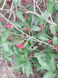 Image result for Ochna natalitia