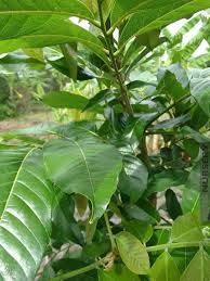 Image result for Blighia