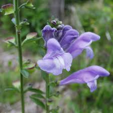 Image result for Scutellaria schweinfurthii