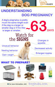 Pin On Fostering A Dog