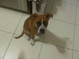 Puppyfind® provides a convenient and efficient means of selecting and purchasing the perfect american boxer puppy (or american boxer puppies) from the comfort of your home, 24 hours a day, 7 days a week. Boxer American Bulldog Mix Quick Question About Her Size Boxer Breed Dog Forums