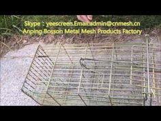 What kind of bait to put in a groundhog trap? 84 Cage Trap Ideas Friganele VanÄƒtoare Aperitive De SÄƒrbÄƒtori