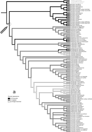 Image result for Dinebra caudata