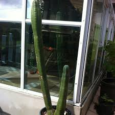 That makes the preparation of san pedro a bit trickier. San Pedro Cactus Home Furniture On Carousell