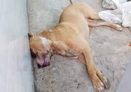 Chó pitbull có giá bao nhiêu trên thị trường việt nam? Vefq 9uuj3orym
