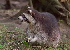Maybe you would like to learn more about one of these? What Do Raccoons Eat Diet Animals Food Raccoons Eat