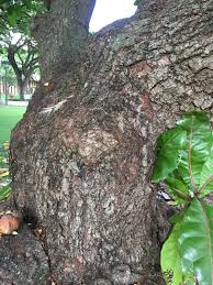 Image result for Barringtonia asiatica