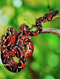 Image result for Salacia madagascariensis