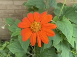 Image result for Tithonia rotundifolia