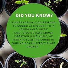 O Toole S Garden Centers On Instagram Believe It Or Not Plants Actually Do Respond To Sound Speaking To Your Plants Garden Center Plants Plant Growth