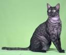 Egyptian Mau Facts - Softschools