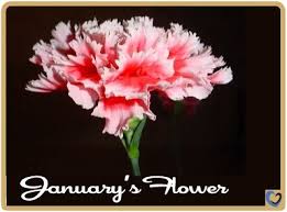 Most popular flowers to plant. Pink Carnations Are One Of The Most Popular Flowers In The World And Have Several Traditional Meanings Including Mot Most Popular Flowers Flowers Real Flowers